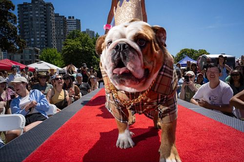 a photo of a dog walking a catwalk at a dog fashion show in Vancouver