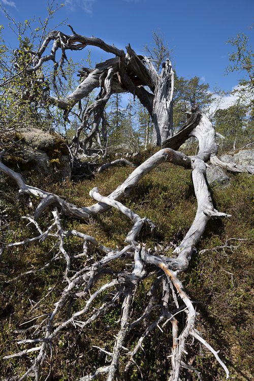 Naturwaldreservat Trillemarka