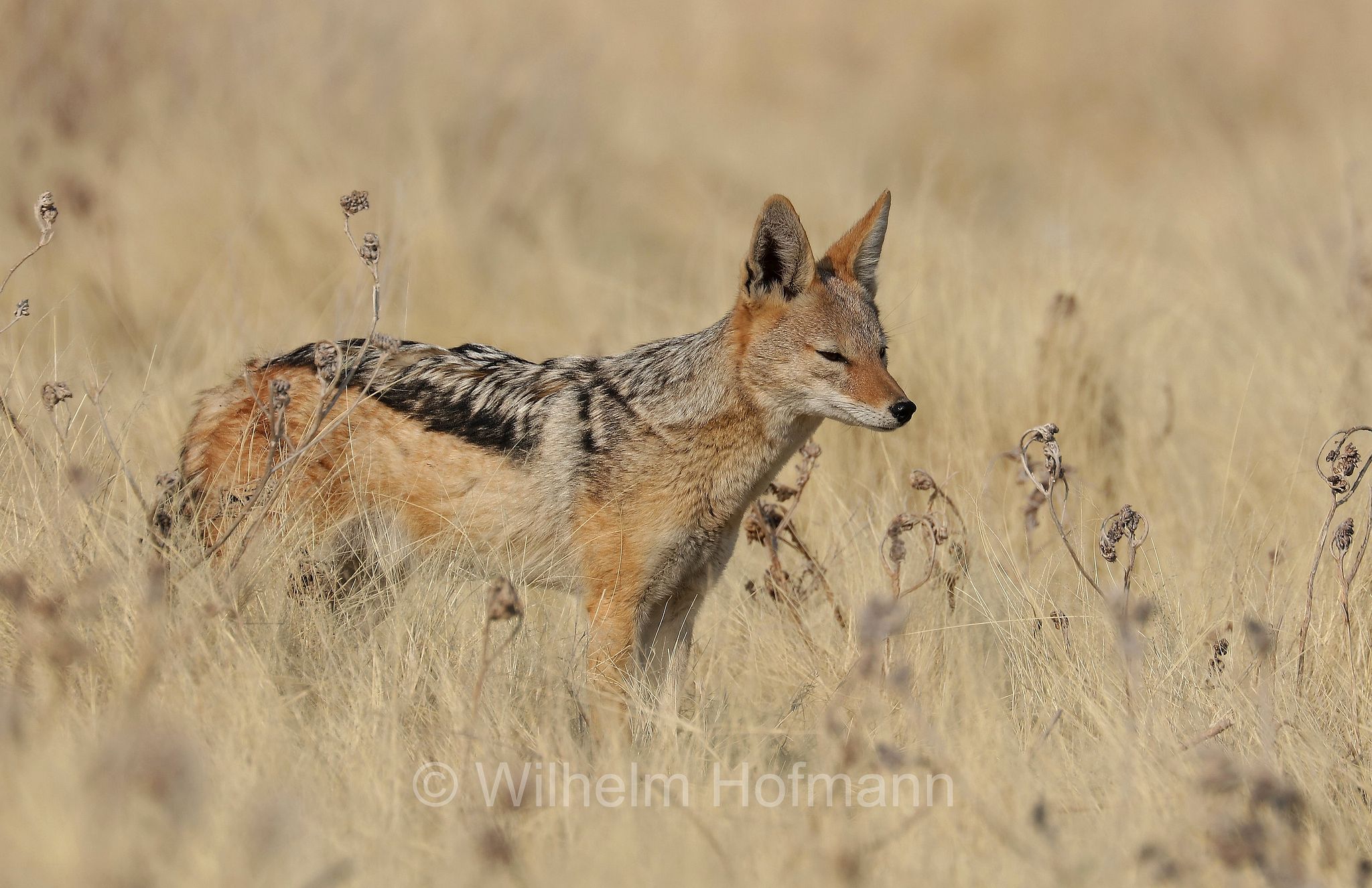 Lupulella mesomelas, black-backed jackal, Schabrackenschakal, sciacallo dalla gualdrappa, sciacallo dal dorso argentato, Etosha-Nationalpark, Etosha National Park, parco nazionale d'Etosha, Namibia