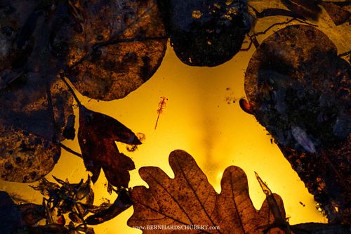 Eubranchipus grubii - Frühlings-Feenkrebs