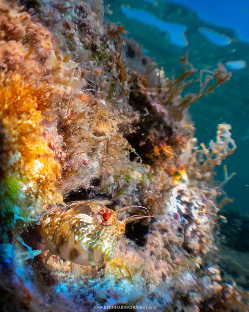 Parablennius incognitus – Inkognito-Schleimfisch