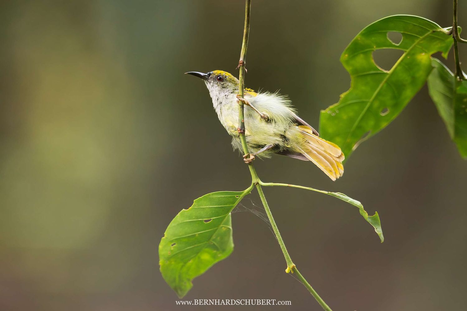 Anthreptes simplex – Schlicht-Nektarvogel