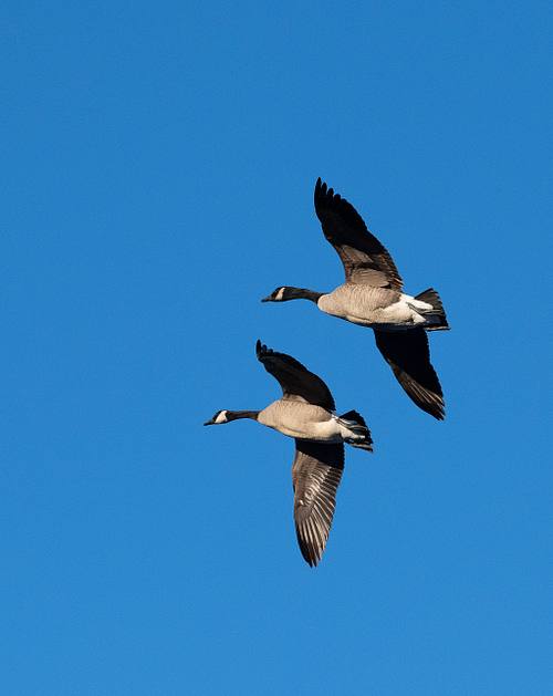 Wings & Wildlife