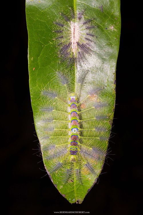Dophla evelina - Redspot duke