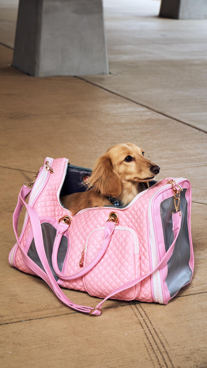 Mini Dachshund in a pink KibbleTime pet carrier