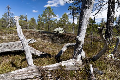 Naturwaldreservat Trillemarka