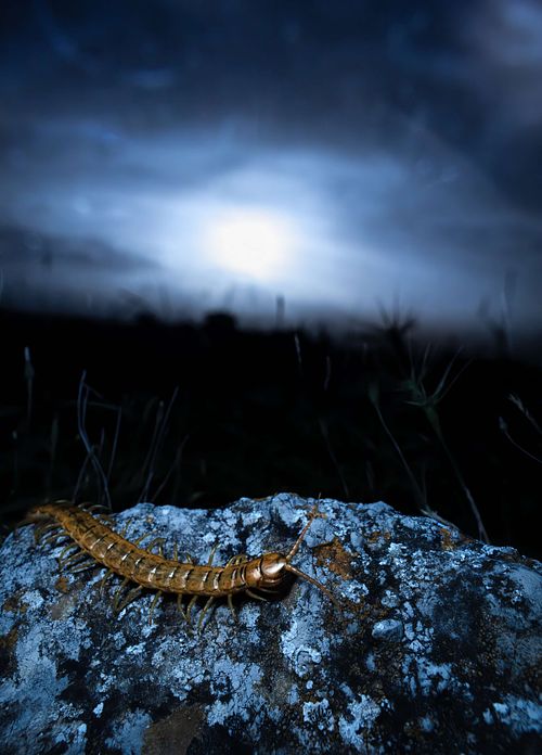 Scolopendra cingulata – Europäischer Riesenläufer