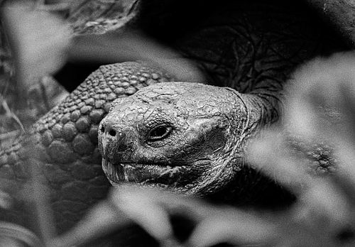 Testuggine gigante | Chelonoidis nigra