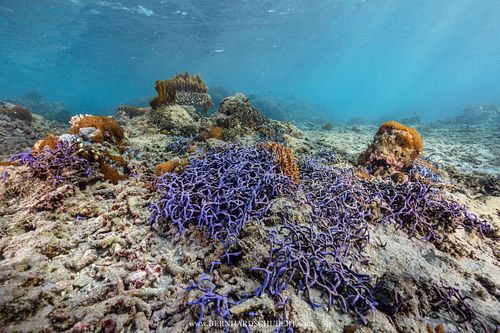 Callyspongia samarensis - Spaghetti sponge