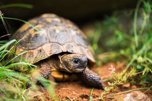 Testudo hermanni – Griechische Landschildkröte