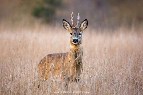 Capreolus capreolus - Roe Deer