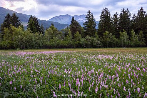 Bistorta officinalis - Schlangen-Knöterich