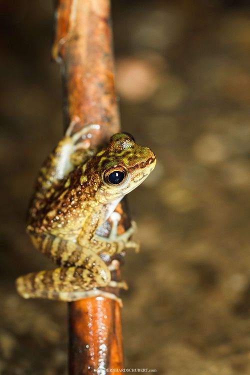 Amolops larutensis - Larut torrent frog