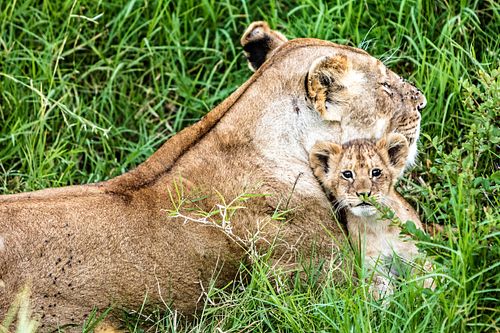 Mother Lion and Baby Cub in Kenya Africa
