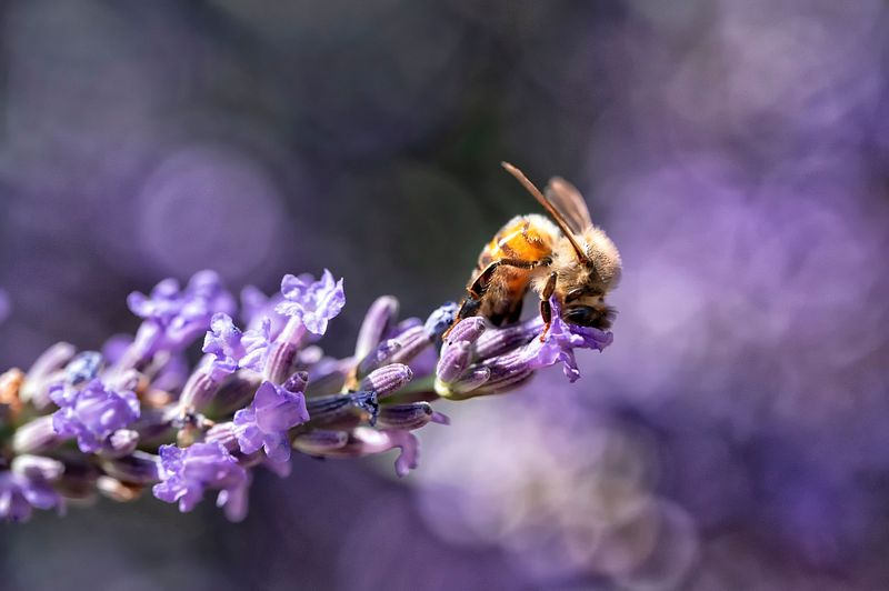 Insectes de Provence (tirage rectangulaire)