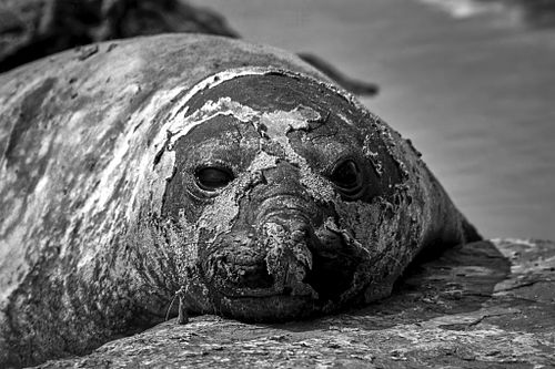 Elefante marino | Mirounga leonina