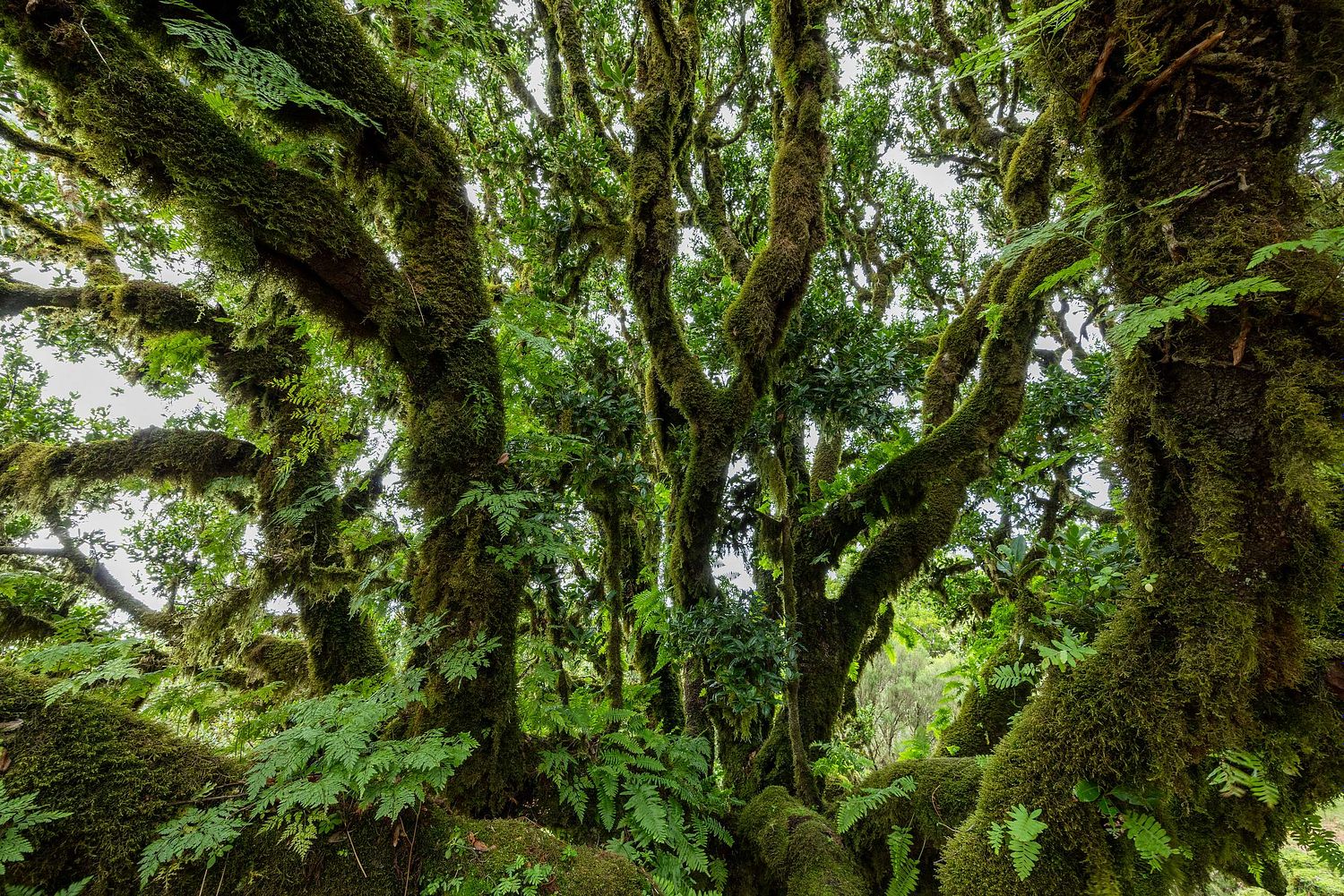 Moos- und farnbedeckter Lorbeerbaum