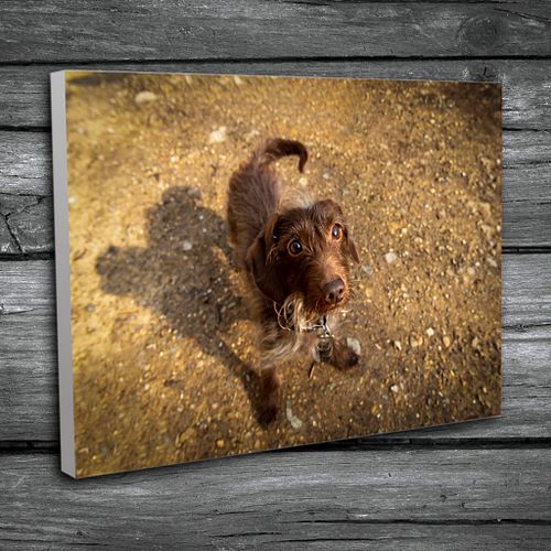 Canvas Prints