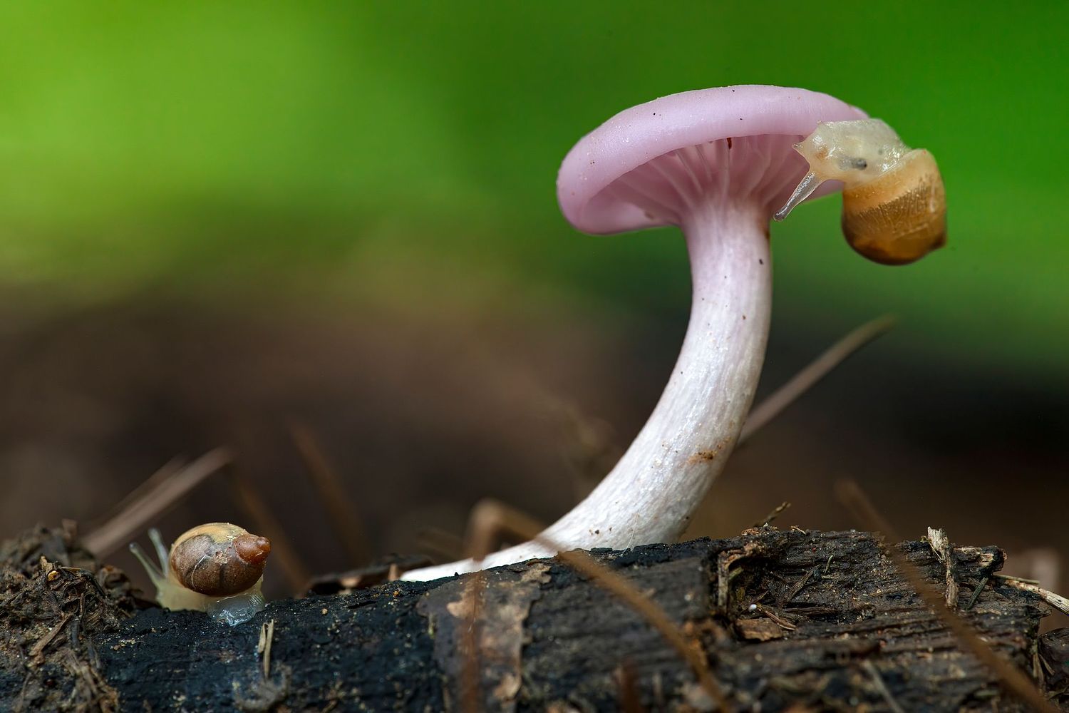 Andr&eacute; J Fanthome