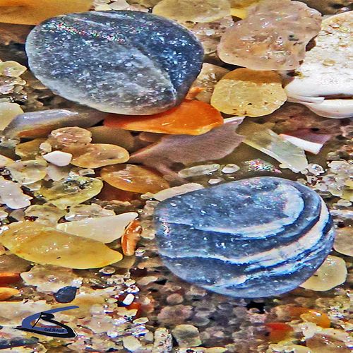 Seashells  shells   clams   mollusks  hard shells  oysters  mussels  scallops  sand grains  beach