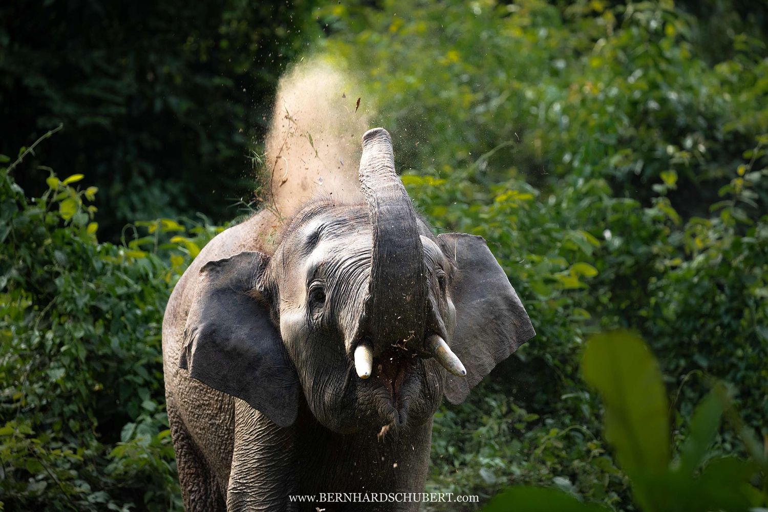 Elephas maximus borneensis – Borneo-Zwergelefant