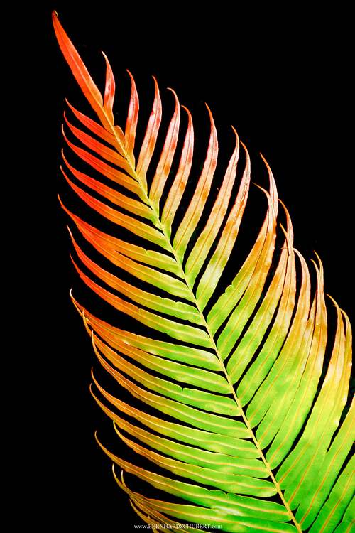 Blechnum orientale - Hard fern