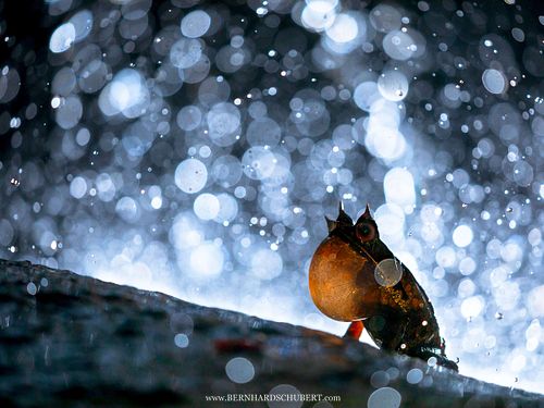 Pelobatrachus nasutus Syn. Megophrys nasuta - Zipfelkrötenfrosch