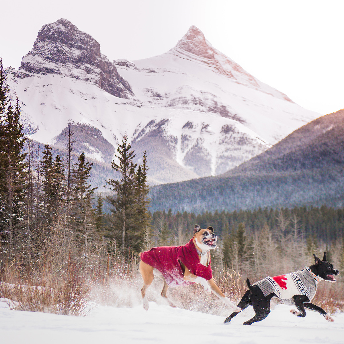2 dogs running with their mouths open looking crazy during outdoor pet photography session in Canmore