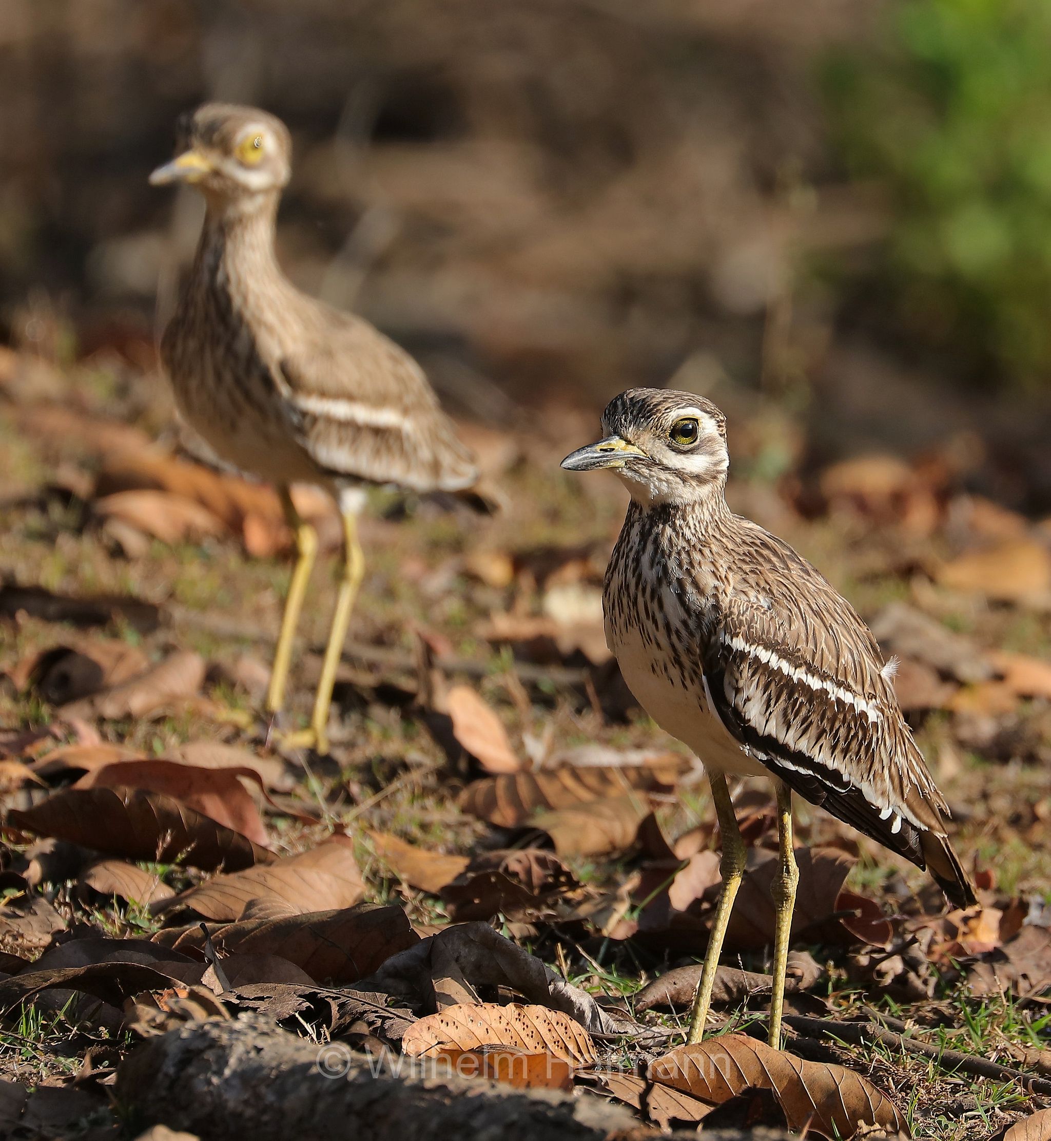 Indian stone-curlew, Indian thick-knee, Indientriel, occhione indiano, Burhinus indicus, Kanha National Park, Kanha-Nationalpark, parco nazionale di Kanha, Madhya Pradesh, India, Indien