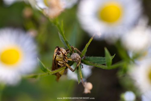 Entomophaga grylli infested