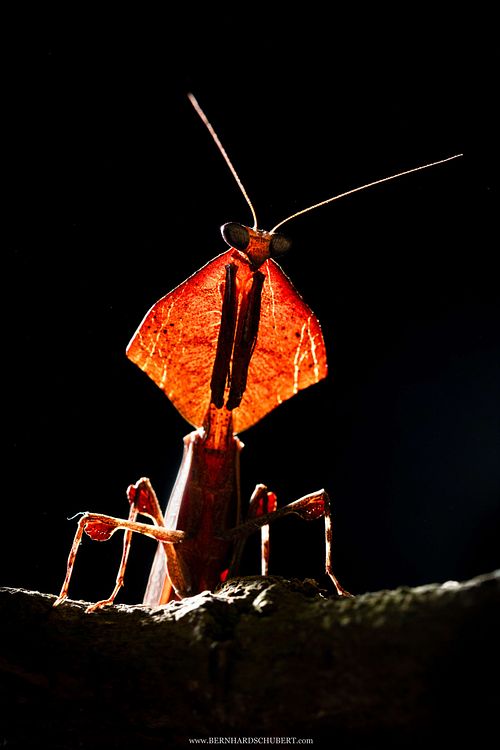 Deroplatys sp. – Totes Blatt Gottesanbeterin