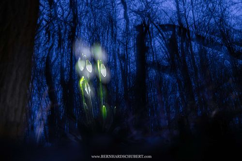 Galanthus nivalis - Snowdrop