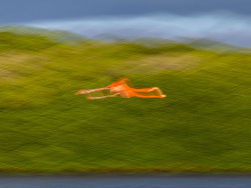 Phoenicopterus ruber - American flamingo