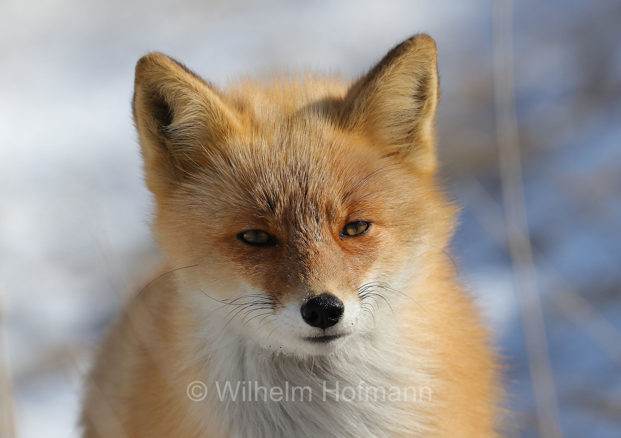 Ezo red fox, Hokkaido-Rotfuchs, Ezo-Rotfuchs, volpe rossa di Sachalin, Vulpes vulpes schrencki, Notsuke Peninsula, Notsuke Halbinsel, Penisola di Notsuke, Hokkaidō, Hokkaido, Japan, Giappone