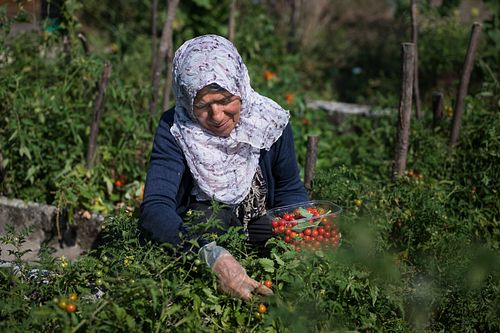 Im  HEKS-Garten Burgdorf