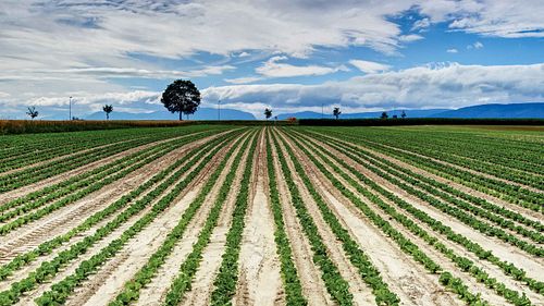 Salatfeld im Grossen Moos