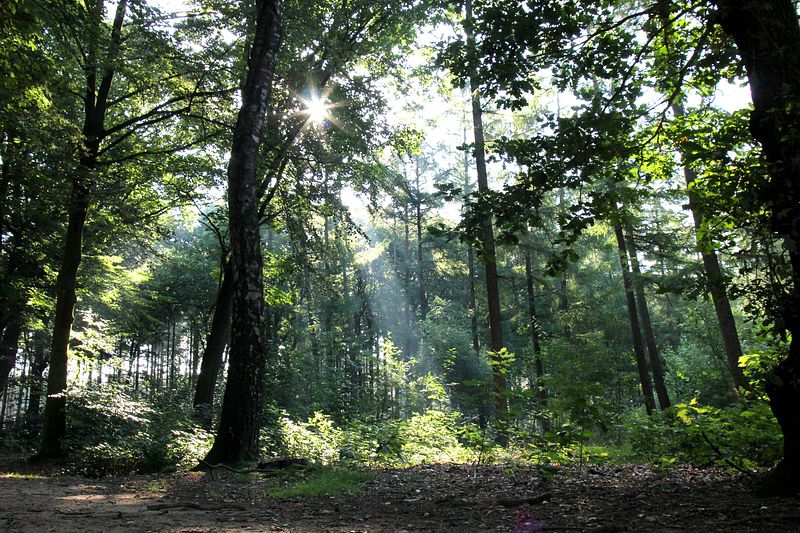 Lighting in the woods