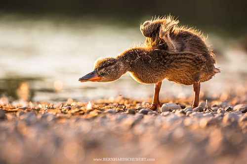 Anas platyrhynchos - Mallard