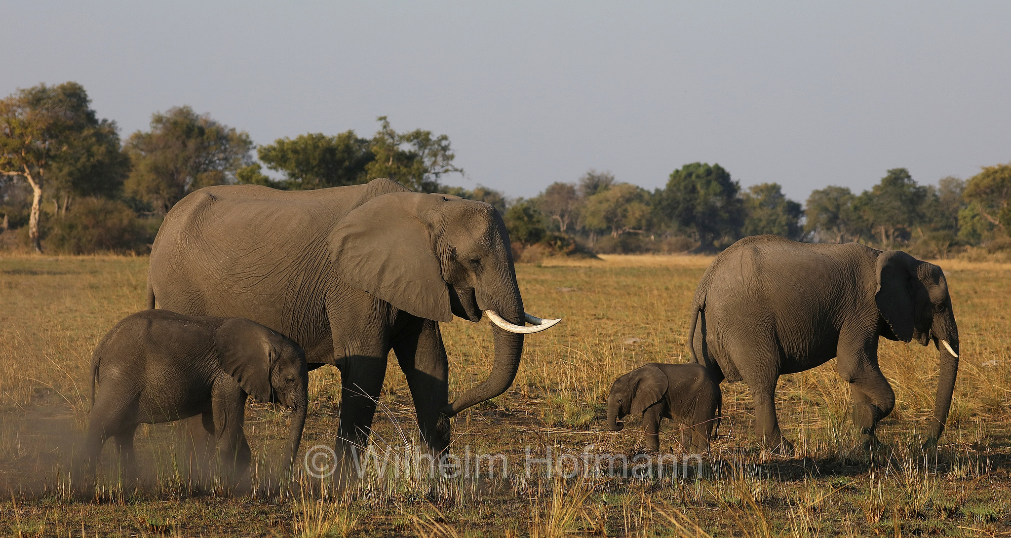 African bush elephant, African savanna elephant, Afrikanischer Elefant, Afrikanischer Buschelefant, Afrikanischer Savannenelefant, Afrikanischer Steppenelefant, elefanto africano, elefanto africano di savana, Moremi Game Reserve, Moremi-Wildreservat, Okavango Delta, Okavango Grassland, Botswana, Republik Botsuana