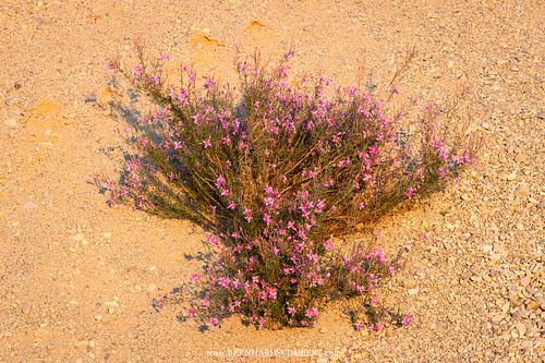 Chamaenerion dodonaei - Rosemary-leaved willowherb in Velebit