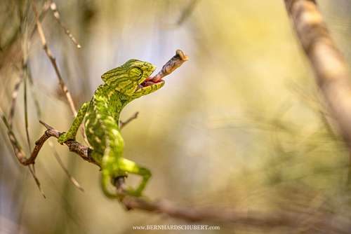 Chamaeleo chamaeleon - Mediterranean chameleon