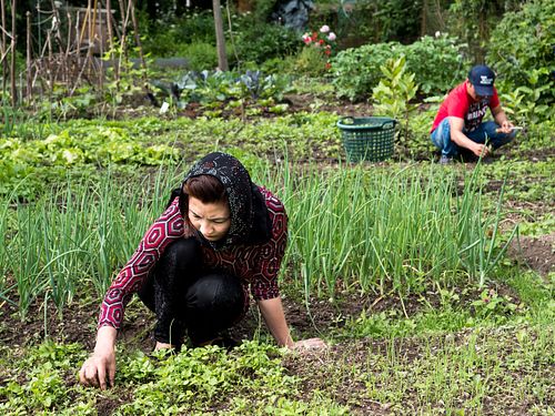 Im HEKS-Garten Burgdorf