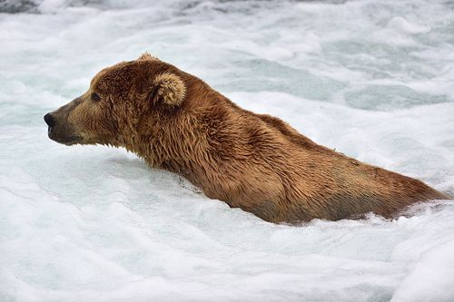 Best place for bear photography workshop & tour in the US.  Located in Katmai National Park, Brooks Camp, Brooks Falls, & Kodiak, Alaska, United States.