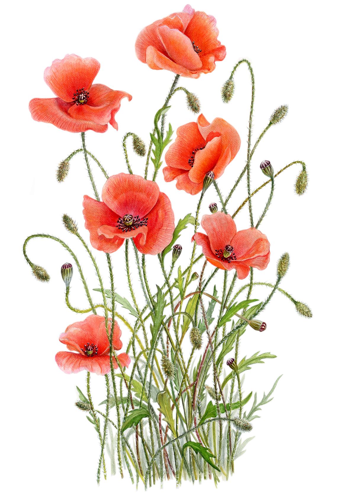 Botanical illustration of Field Poppy