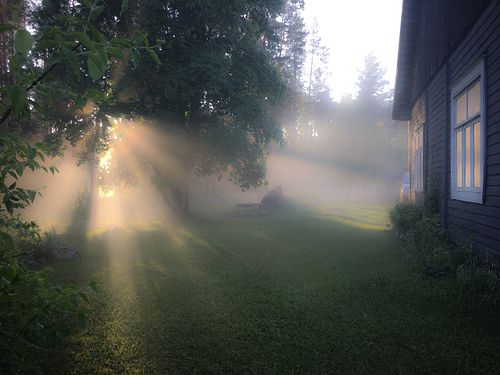 #light #summer #tree #mist