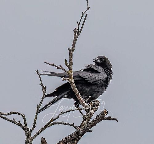 An American Crow sitting high in a tree