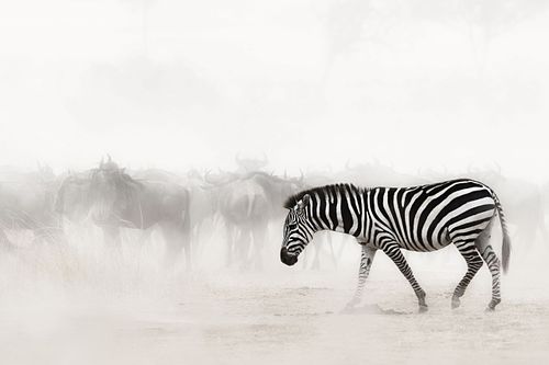 Zebra in Dust of Africa