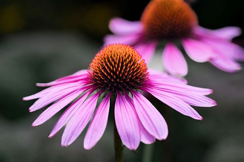 Blumenparadies Oeschberg