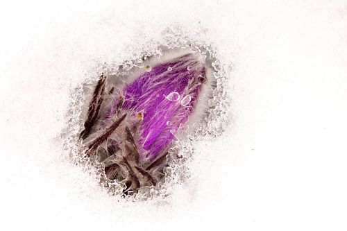 Pulsatilla grandis - Large Pasque Flower