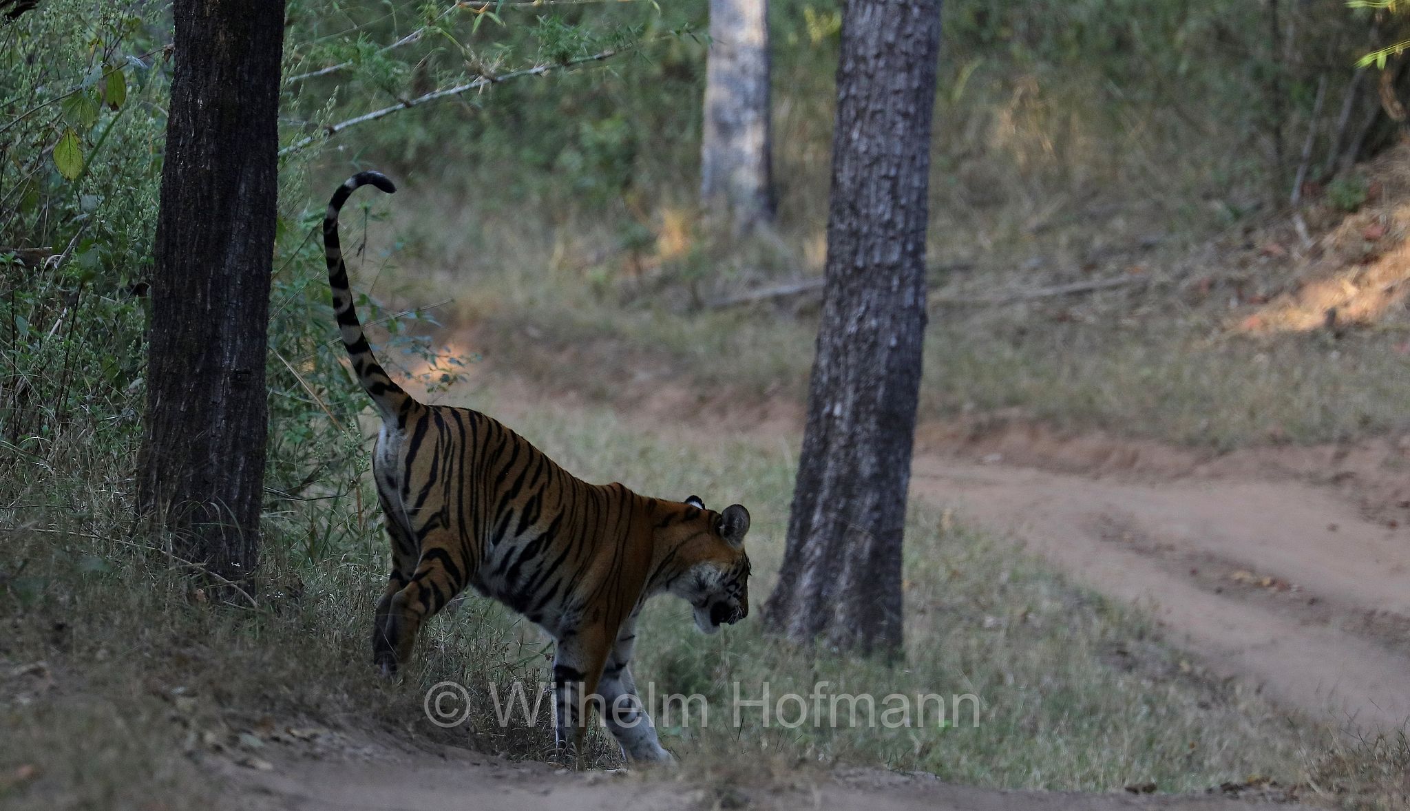 Bengal tiger, Königstiger, Bengal-Tiger, Indischer Tiger, tigre del Bengala, tigre reale del Bengala, Panthera tigris tigris, Kanha National Park, Kanha-Nationalpark, parco nazionale di Kanha, Madhya Pradesh, India, Indien, Kisli Zone